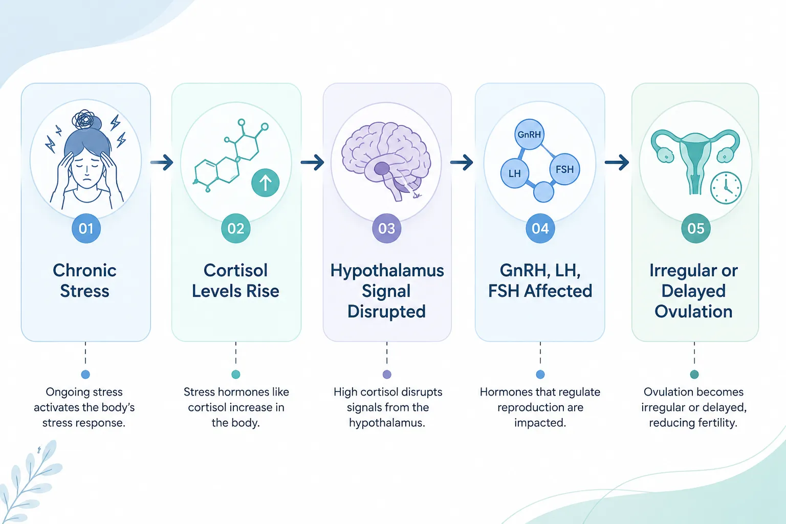 Infographic showing how stress hormones disrupt ovulation, cortisol to ovulation pathway 