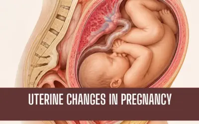 Uterine Changes During Pregnancy: A Trimester-by-Trimester Guide